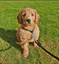 Pui Labradoodle (Labrador Pudel)