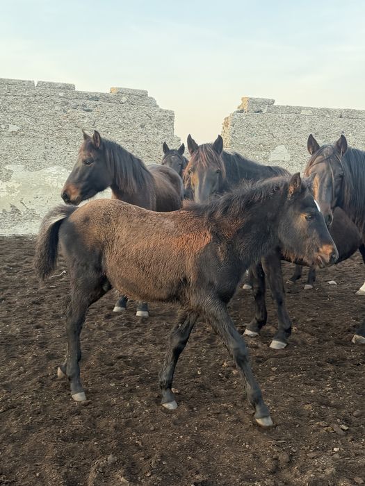 Жабағы сатам еркек