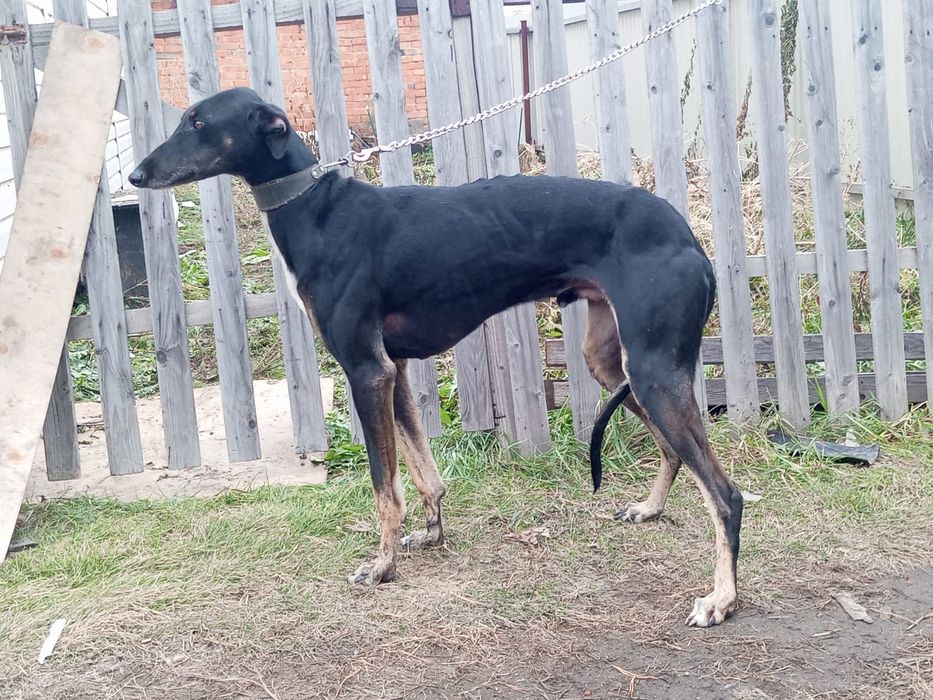 Хортоя борзая рабочая