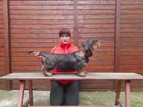 pui teckel sarmos standard cu Pedigree A, mascul
