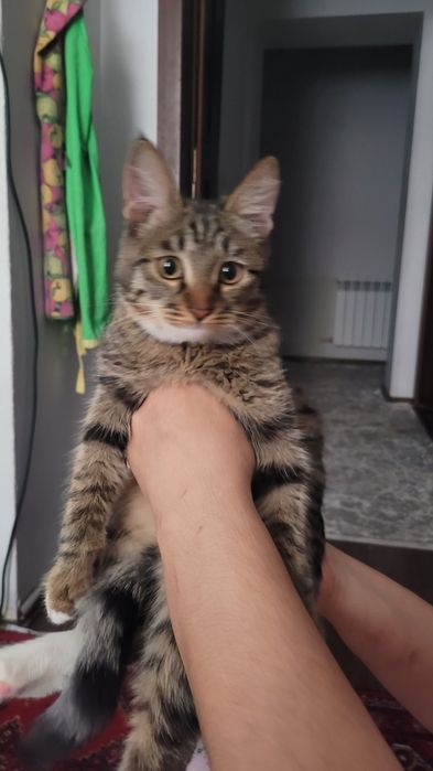 Уй мушуки ургочи акилли кизикувчан горшока ургатилган чиройли соглом б