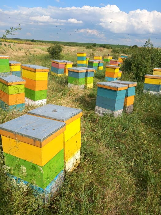 Miere bio din stupina noastră