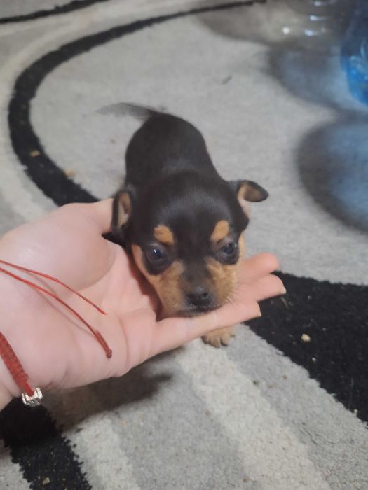 Малки Чихуахуа..