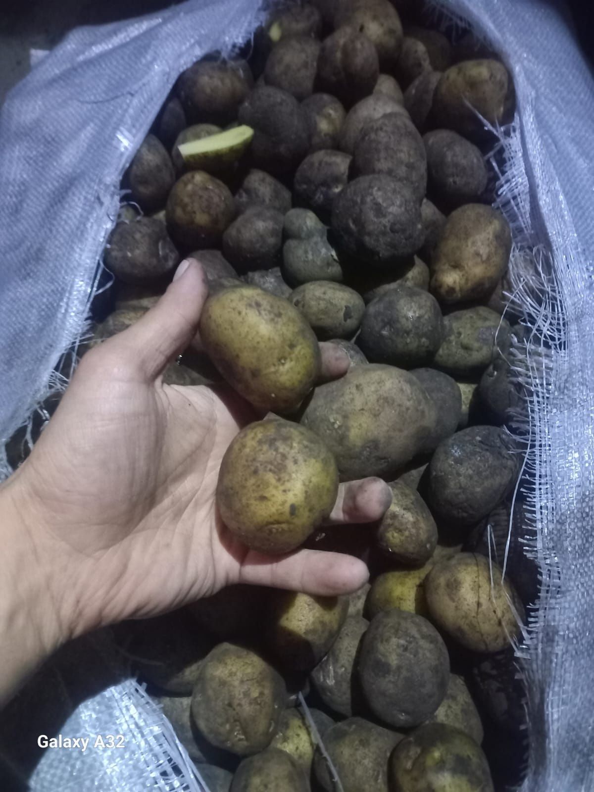 Продам картошку,семена,сорт колумба по 90тенге за кг,оптом