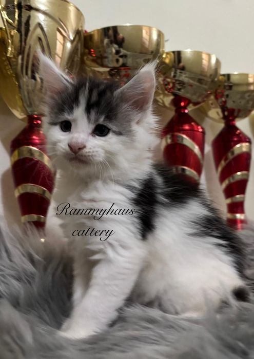 Felisa autorizata WCF, vinde pisoi cu pedigree, rasa Maine coon