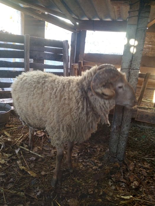 Vând berbec de presilă