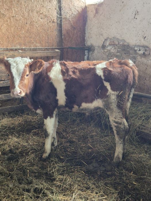 Vând tauras pentru tinut