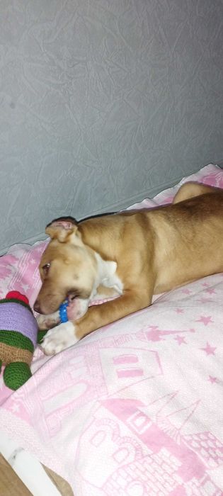 питбультерьер почти 4 мецяца