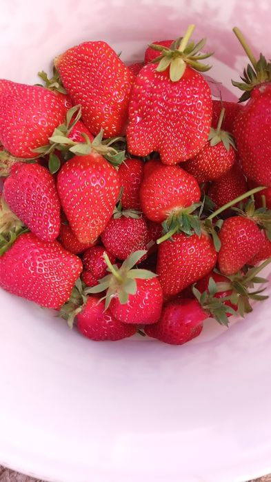 Продавам рассад ягоди.