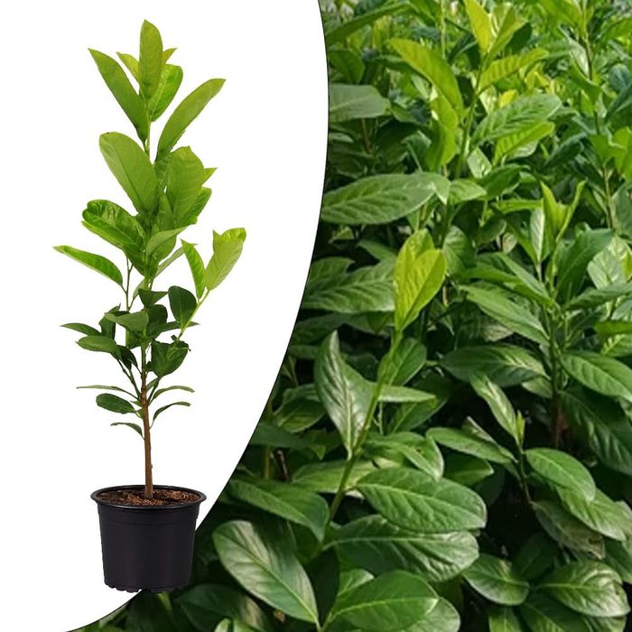 Laur Englezesc La Ghiveci