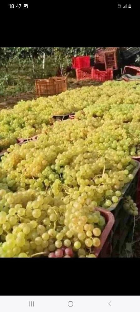 Vand struguri de vin orce soi productie 2025