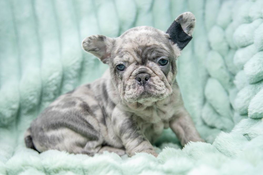 bulldog francez blue merle