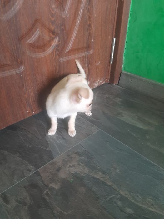 Чихуахуа момченце