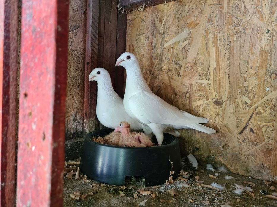 Porumbei voiajori albi Pui 2025