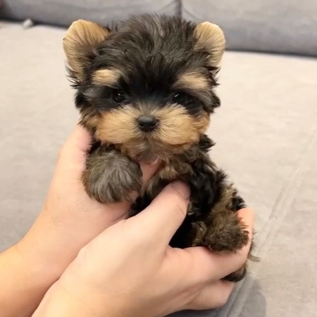 De vânzare Yorkshire Terrier Mini Toy 1,8 kg la maturitate cu livrare