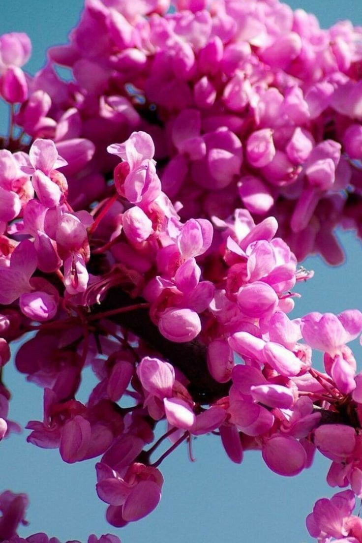 Pomi Ornamentali (cercis canadensis )