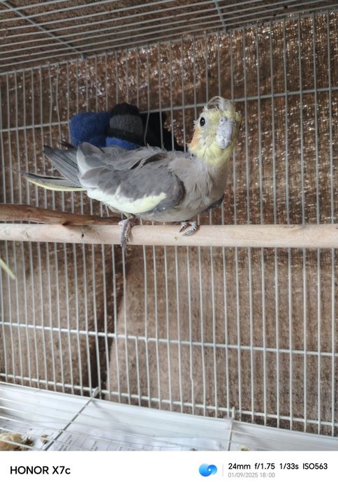 Продоются 3 папугая кареллы