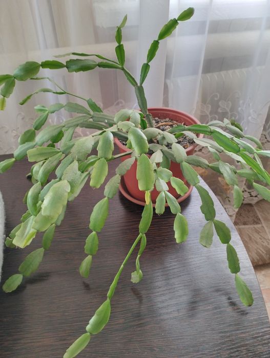 Шикарный декабрист розового цвета