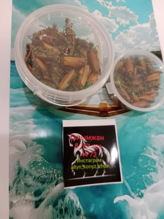 Алтын коныз Майский жук Золотой жук емдык Простотитке