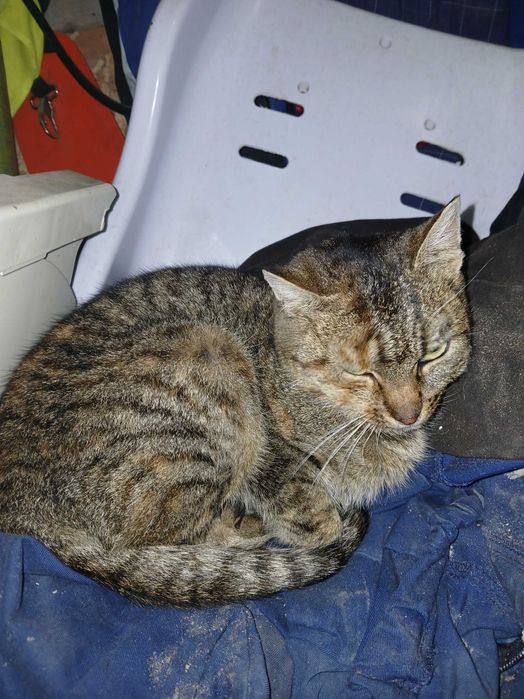 Donez pisici mici si dragute.