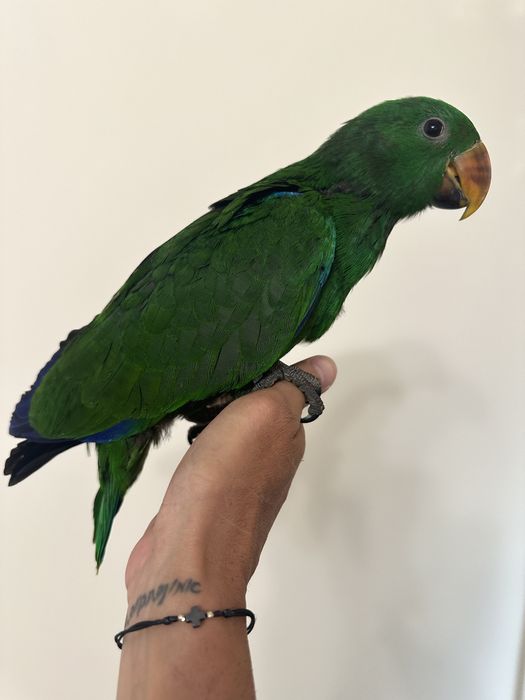 Ръчно хранен Еклектус