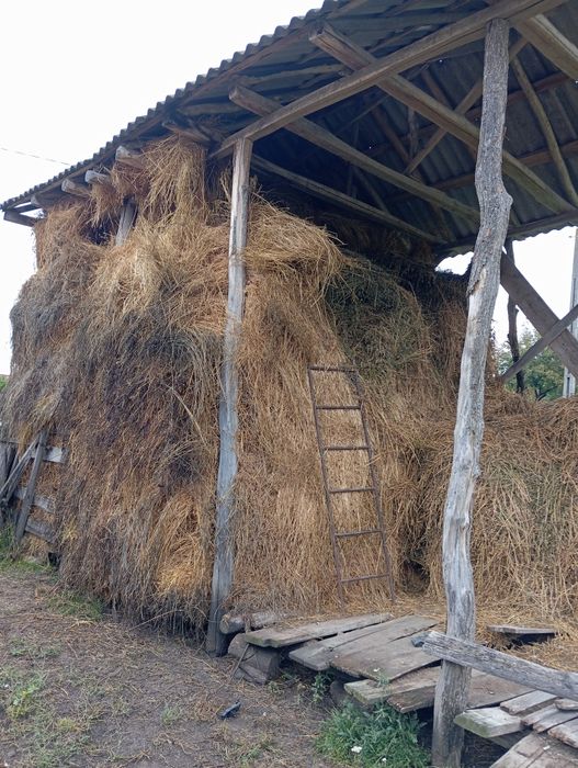Vând lucerna de anul acesta