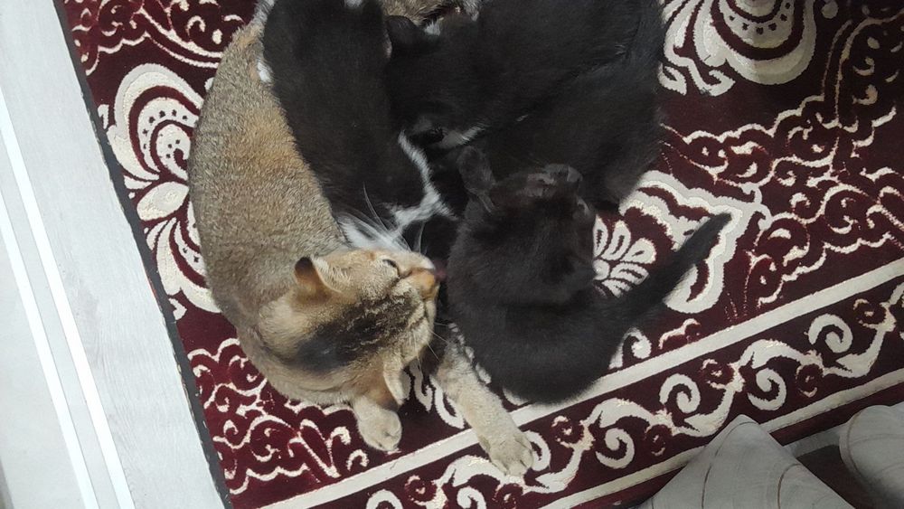 Scotsh Foold tekinga bolalari bilan brga