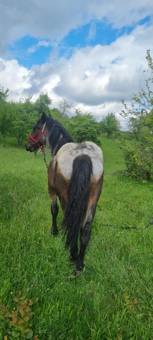 Mânz de vanzare de 1 an