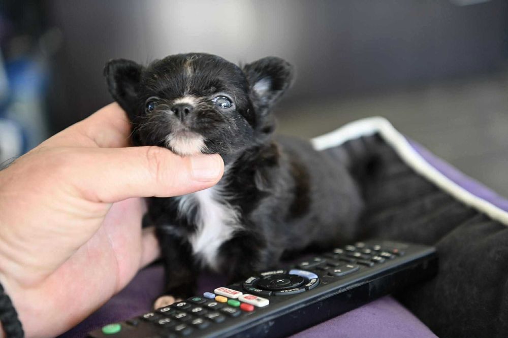 Женско дългокосместо мини чихуахуа