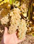 Struguri de vin.