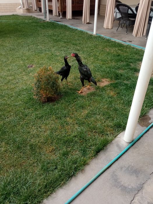 Daken xoroz tovigi bilan