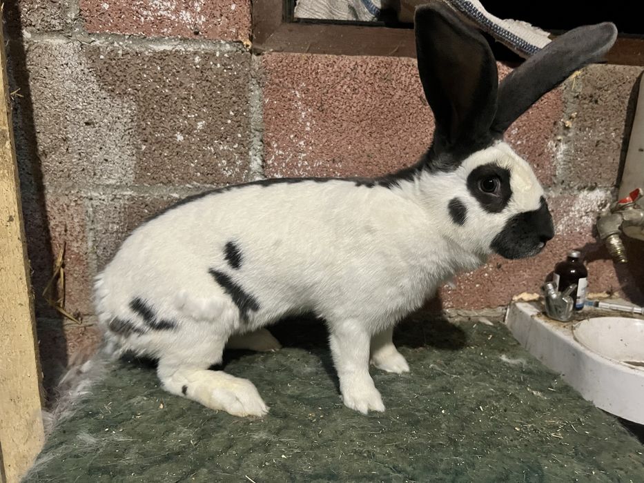 Vand femelă Uriaș Germsn pestriț albastru