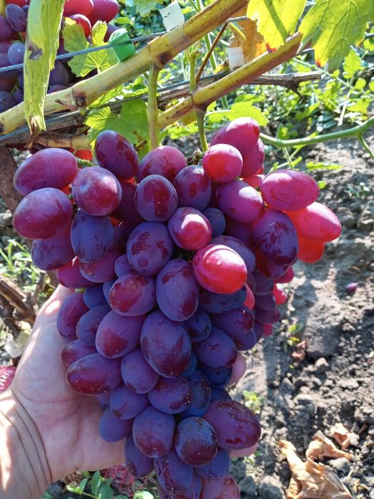 Podarok Nesvetaia vita de vie