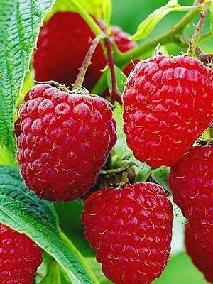 Zmeur De Tip Pomișor