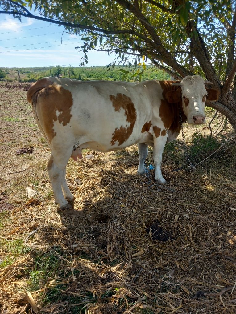 Vând vacă bălțată românească și taur