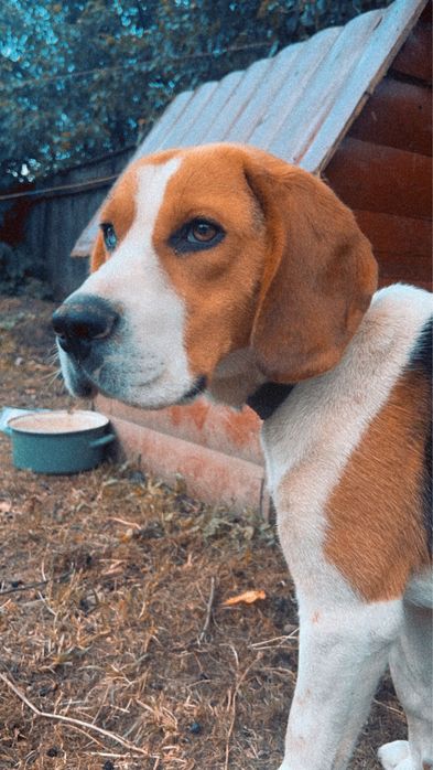 Caine rasa beagle Beagle