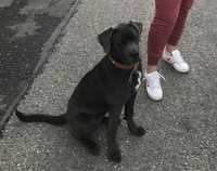 Vand cane corso pui urgent