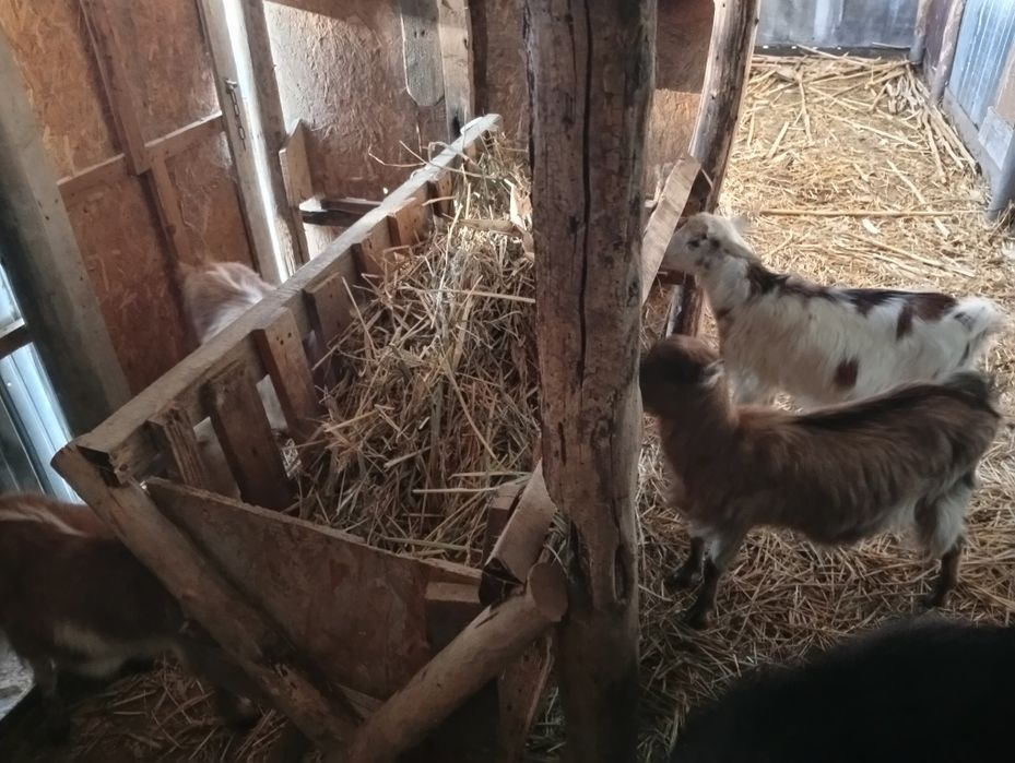 Schimb 4 iede și un țap pe doi purceii