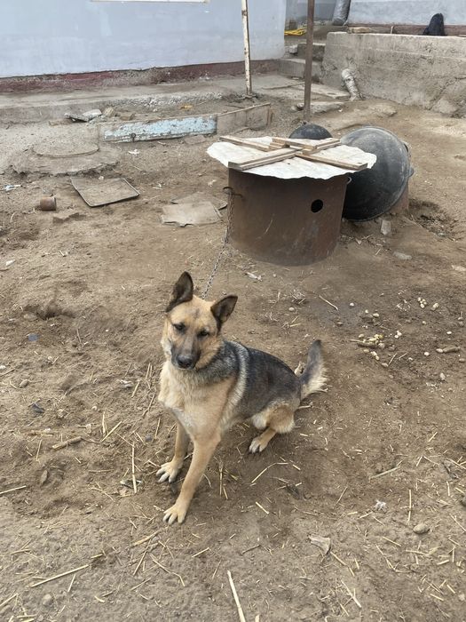 11про сотилади срочна пул гарак 3 милон 700 галишамиз