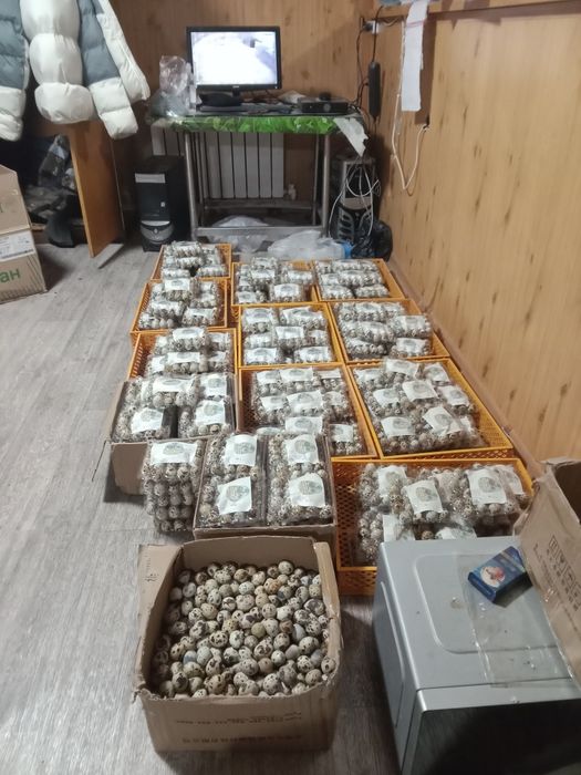 Яица перепелиные, инкубационные и кормовые