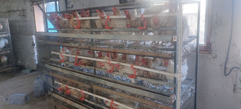 Продаются Куры и клетки