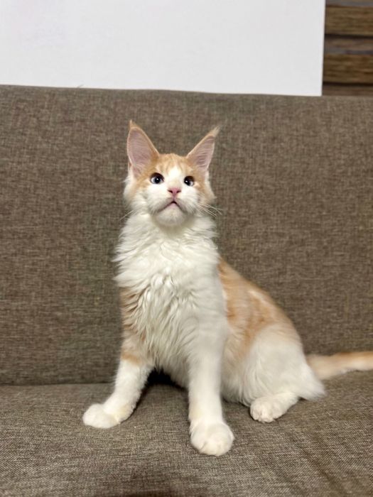 Baietel Maine Coon Ochi Albastri Felisa Autorizata