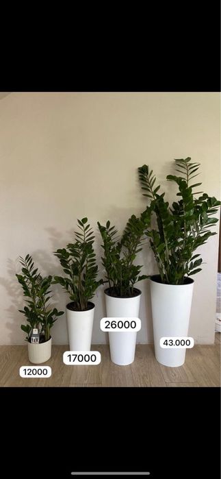 Замиокулькас долларовое дерево Фикус бенджамина растения для офиса