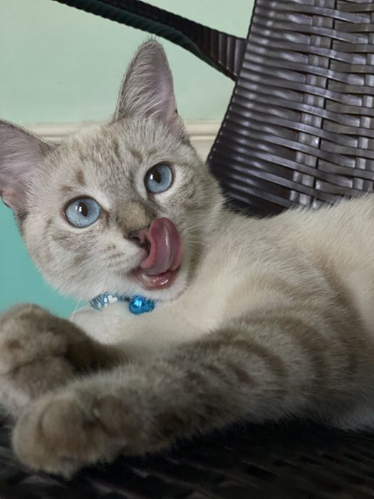 Продается. Sotiladi