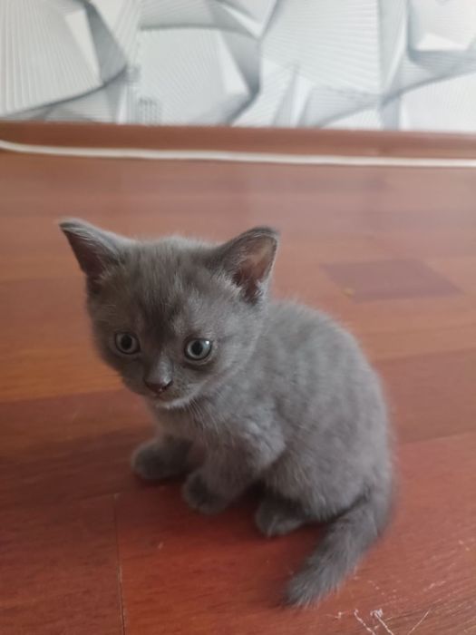 шотландские котята ищут дом!