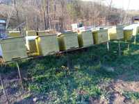 stpii, lazi albine schimb cu miere
