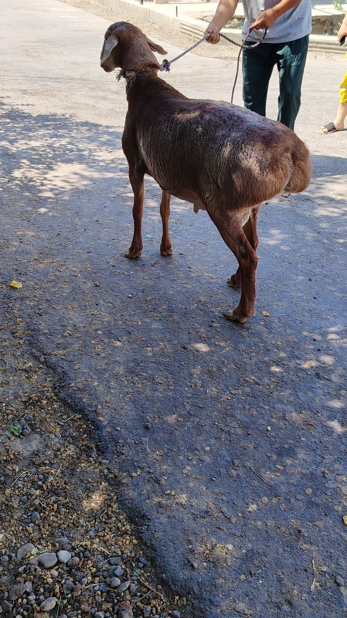 Kuchkor zo'r javob