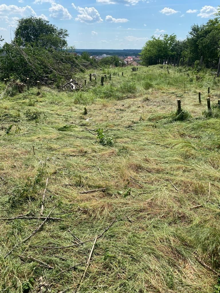 Defrisare/evacuare vegetație necontrolata arbori si arbuști