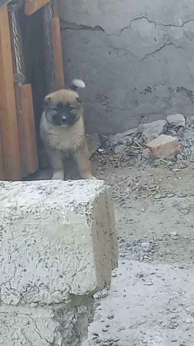 Кавказский щенок девочка