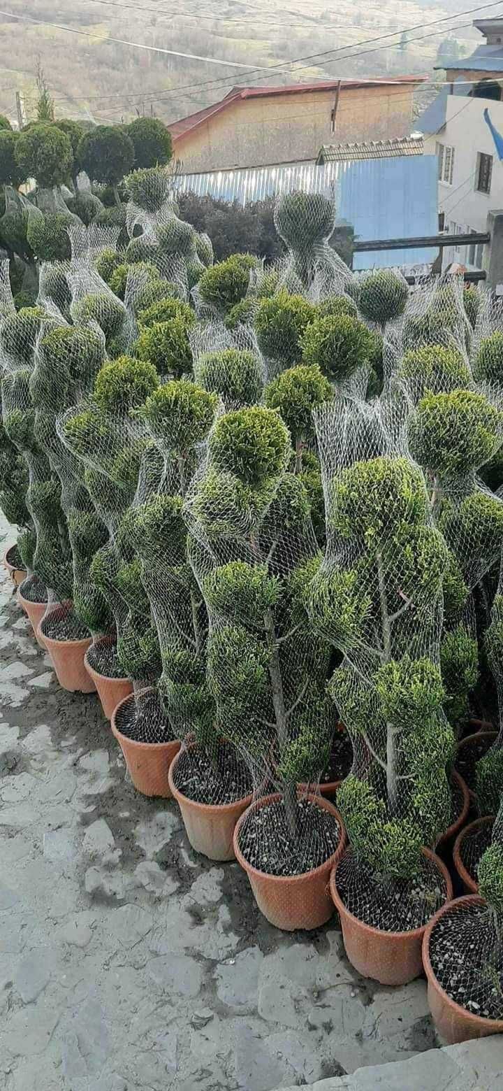 Plante Decorative